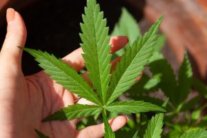 Delta-8 THC: Exploring Forms, Benefits, and Safe Buying Guide Near You