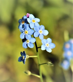 Delta-8 THC for Sleep: Near You, Benefits, Safety & Choice