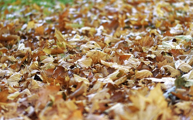 dry-carpet-cleaning-640x480-40435236.jpeg
