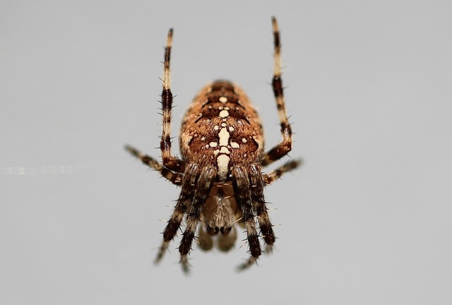 Eco-Friendly Pest Control