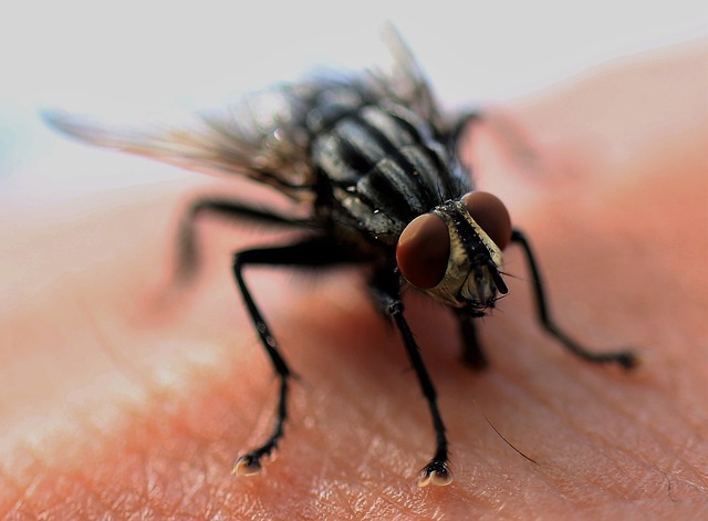 Eco-Friendly Pest Control