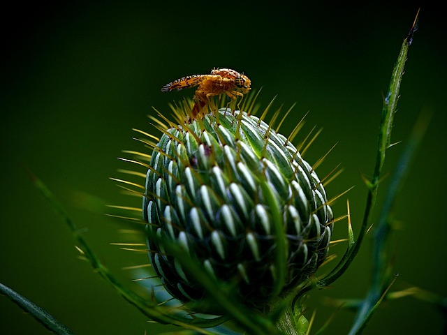 eco-friendly-pest-control-640x480-40606602.jpeg