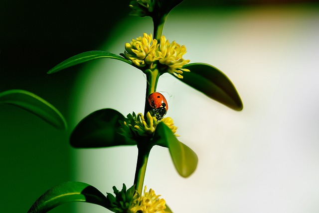 Eco-Friendly Pest Control