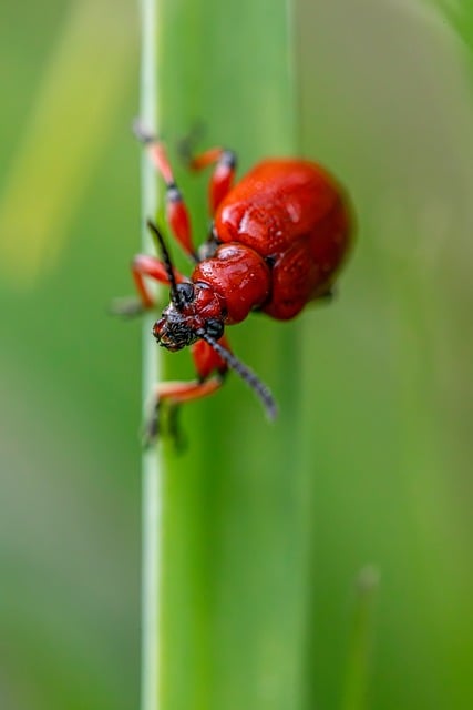 Eco-Friendly Pest Control