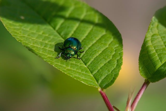 Eco-Friendly Pest Control