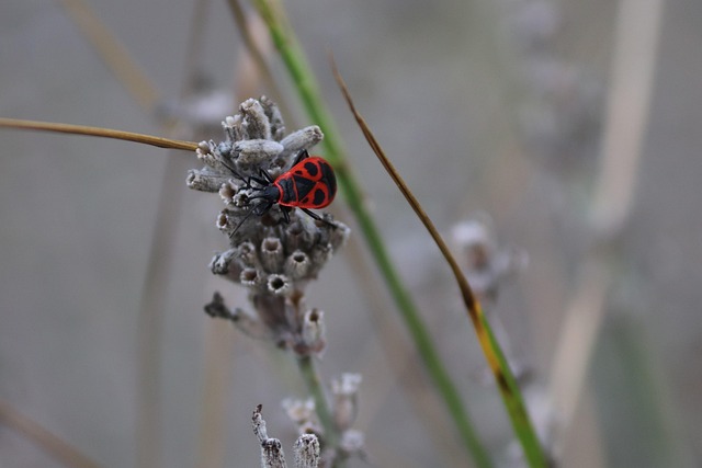 Eco-Friendly Pest Control