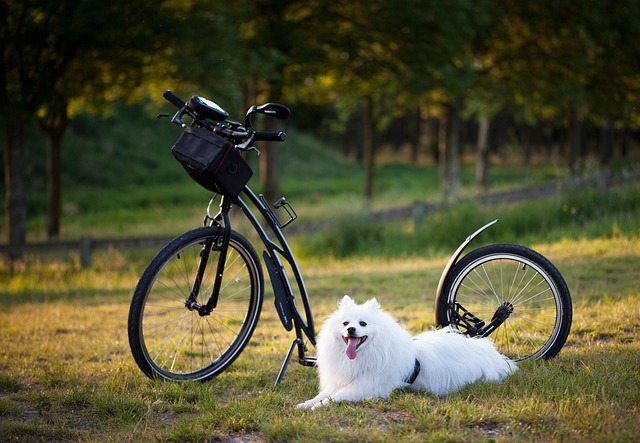 electric-scooters-for-adults-640x480-86428369.jpeg