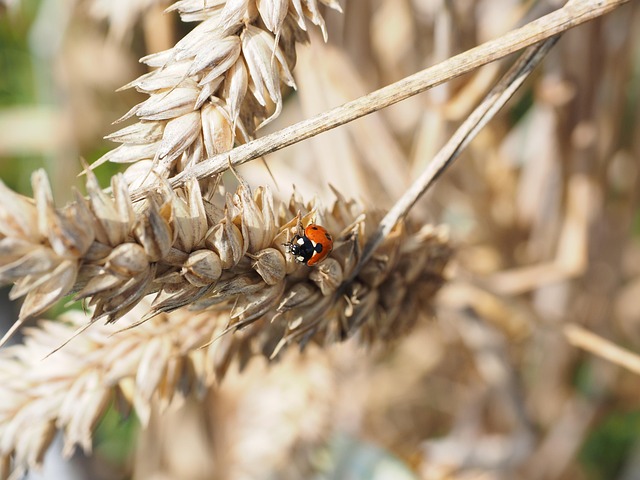 emergency pest control