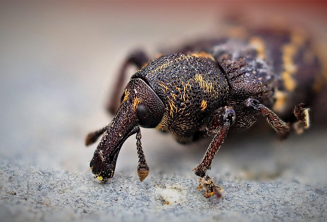emergency pest control