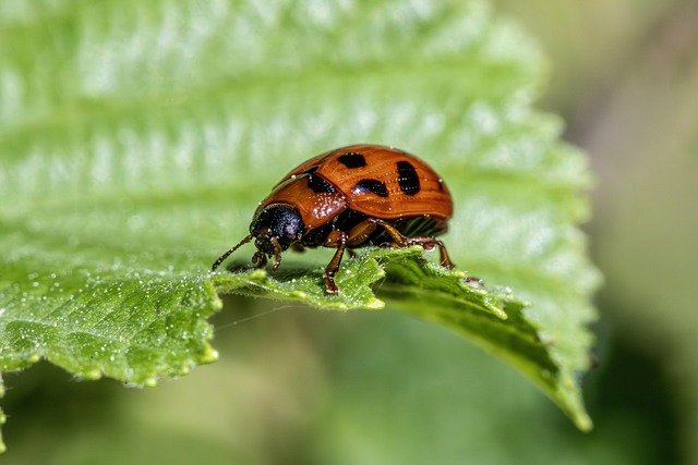 emergency pest control