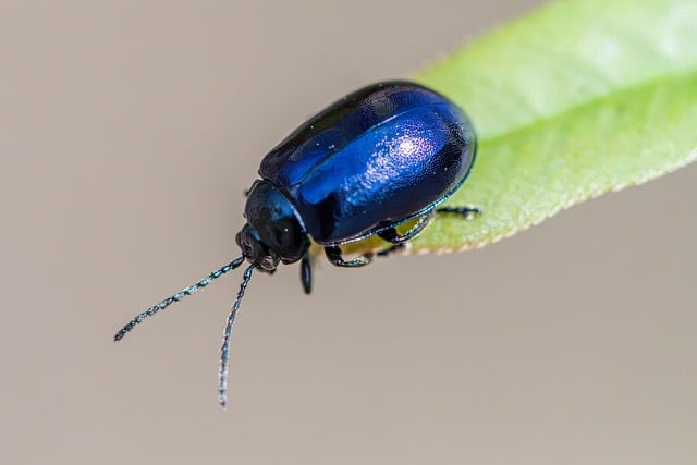 emergency pest control