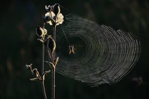 Expert Web Design Services: Navigating Successful Collaborations for Business Growth