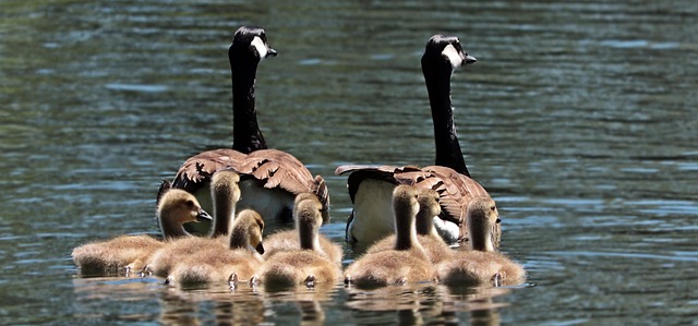 family counseling services