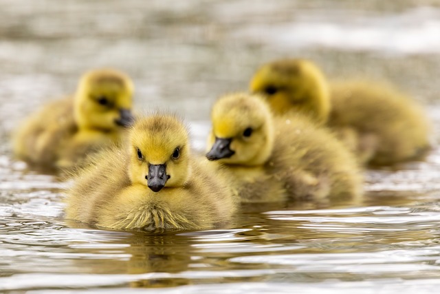 family health insurance
