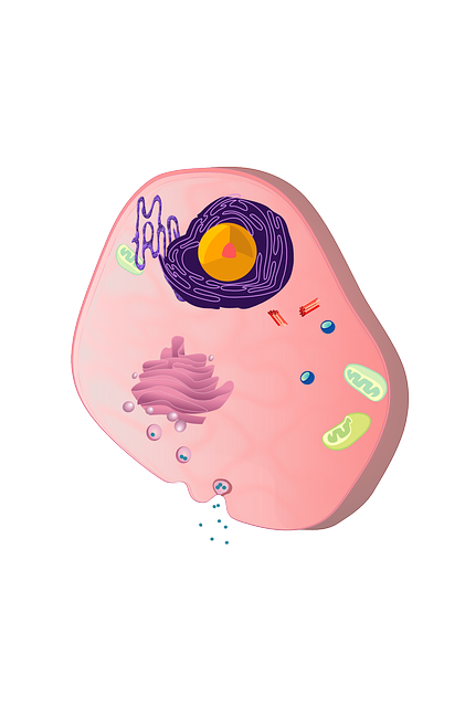 Fat Cell Freezing