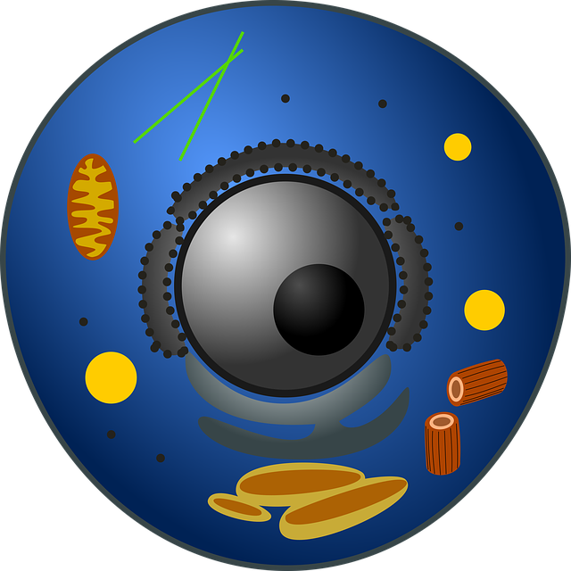 Fat Cell Freezing