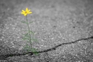 Long-Term Crack Repair: Comprehensive Guide to Fixing Foundation Cracks