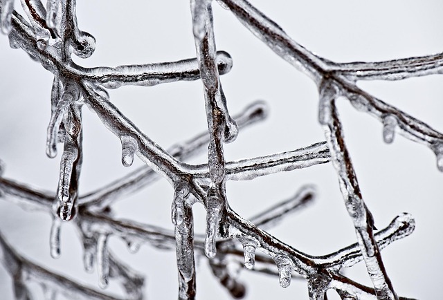 Freeze Fat Cells