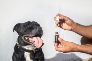 Full Spectrum CBD Tincture: Unlocking Anxiety Relief and Mental Wellness