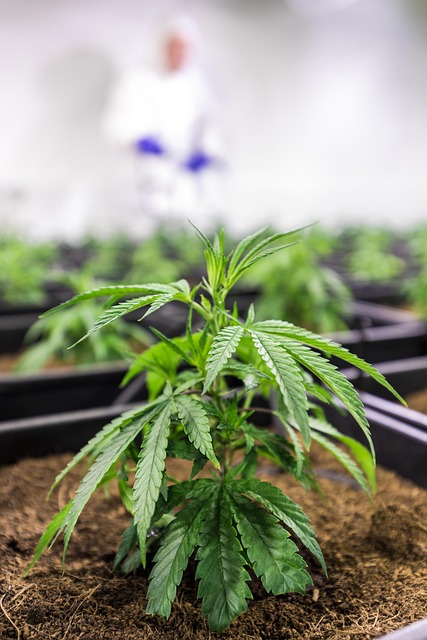 Full Spectrum CBD Tincture