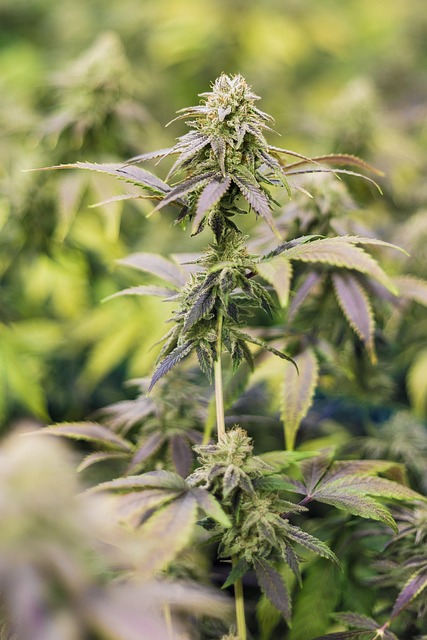 Full Spectrum CBD Tincture