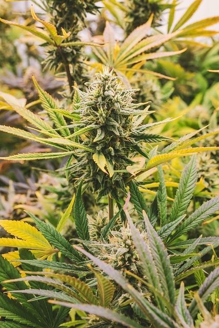 full-spectrum-cbd-tincture-640x480-18719763.jpeg