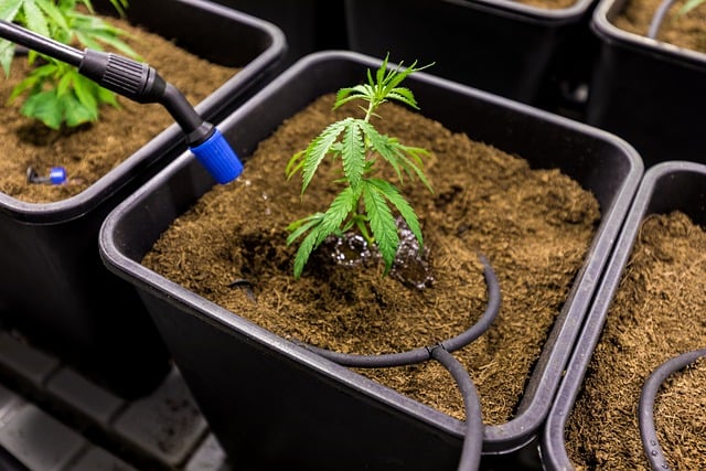 Full Spectrum CBD Tincture