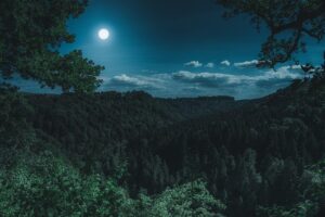 Maximizing Full Spectrum CBD Tincture Lifespan: Storage, Quality, and Market Insights