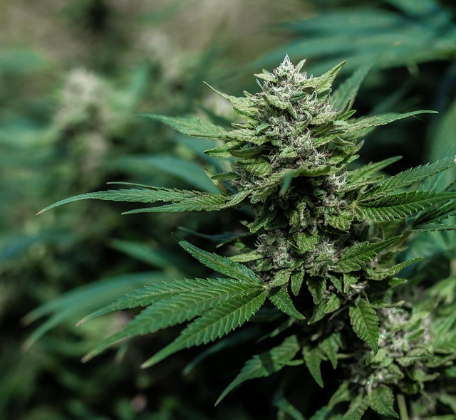 Full Spectrum CBD Tincture