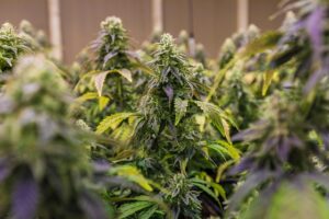 Full Spectrum CBD Tincture: A Natural Approach to Stress and Anxiety Relief