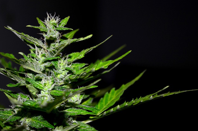 Full Spectrum Hemp Oil