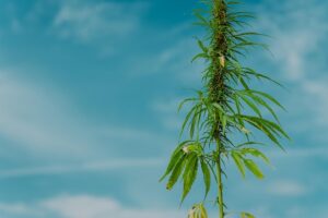 Unleashing Wellbeing with Full Spectrum Hemp Oil: A Comprehensive Guide
