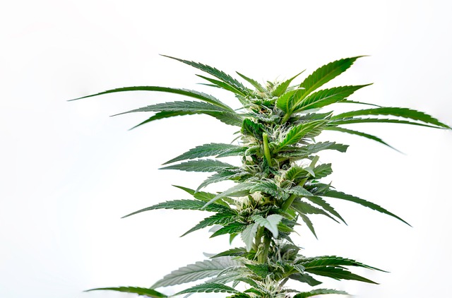Full Spectrum Hemp Oil