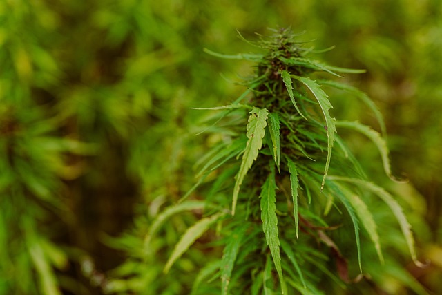 Full Spectrum Hemp Oil
