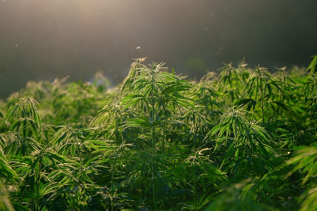 Full Spectrum Hemp Oil