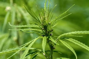 Full Spectrum Hemp Oil: Natural Anxiety Relief Solutions Unveiled