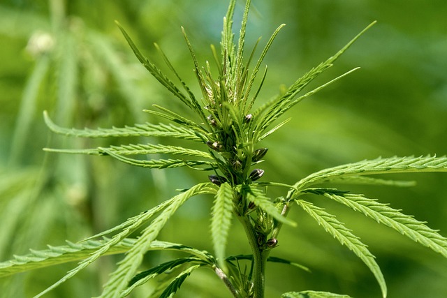 full-spectrum-hemp-oil-640x480-75356186.jpeg