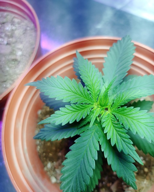 Full Spectrum Hemp Oil