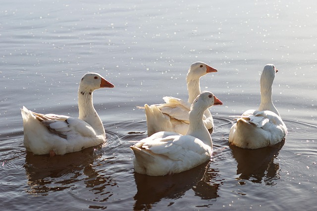 group health insurance