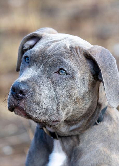 heated-dog-house-640x480-67021897.jpeg