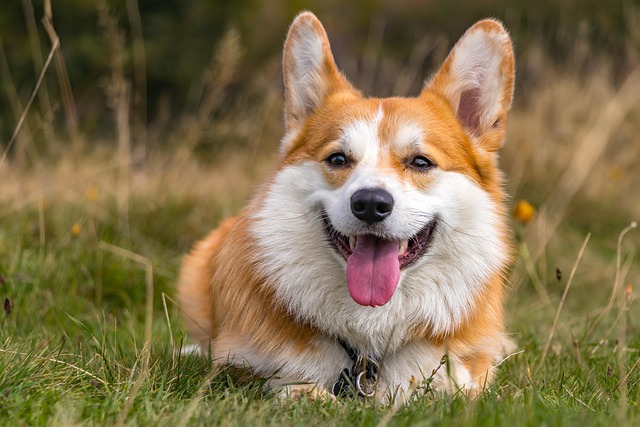 heated dog house