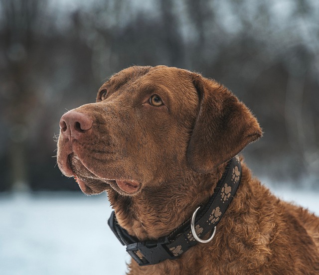heated dog house