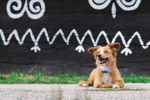 Heated Dog Houses: Creating Comfortable Indoor-Outdoor Spaces for Pets