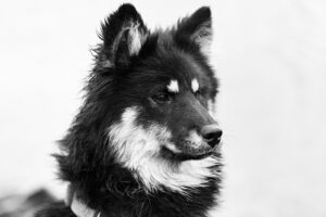 Weatherproof Design for Heated Dog Houses: Ultimate Comfort and Safety