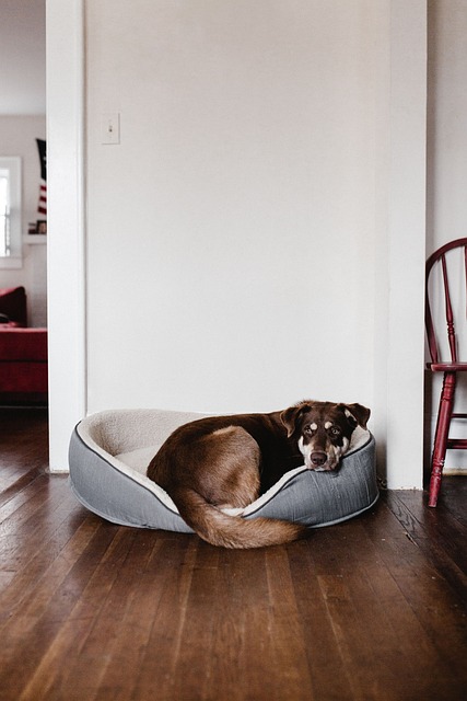heated dog house