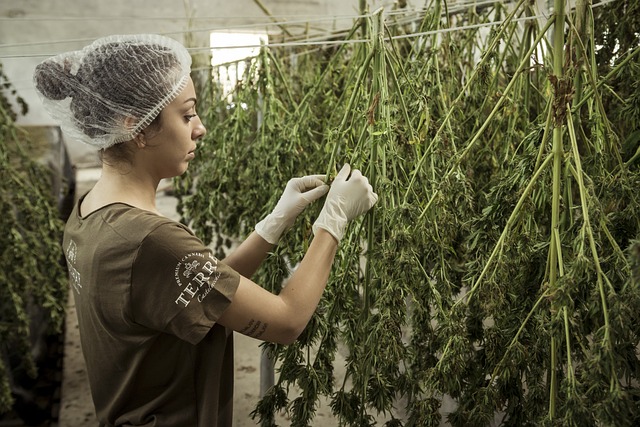 Heavy Metals Testing for CBD