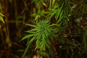Hemp Terpenes for Sale: Safety, Legalities, and Health Benefits Explored
