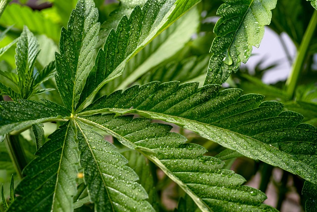 Hemp Terpenes for Sale