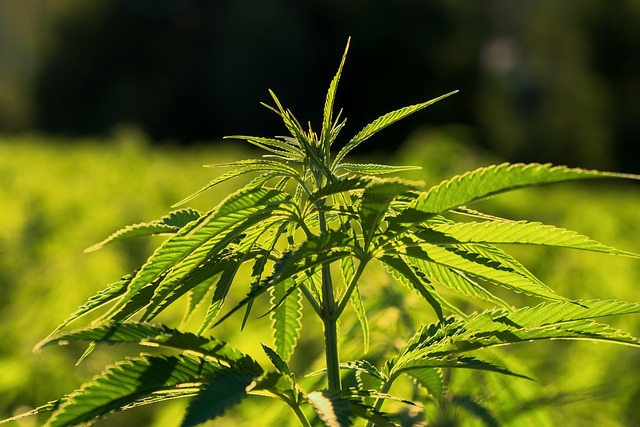 Hemp Terpenes for Sale