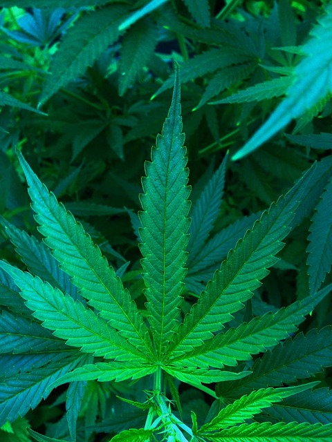 Hemp Terpenes for Sale
